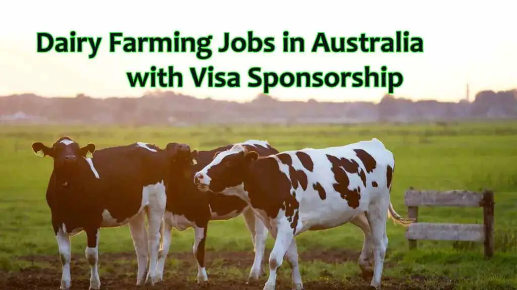 Dairy Farming Jobs in Australia 2024 with Visa Sponsorship