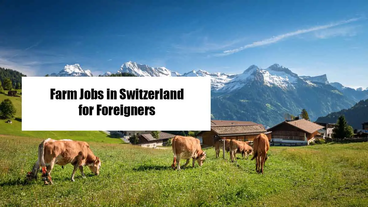 Farm Jobs in Switzerland for Foreigners