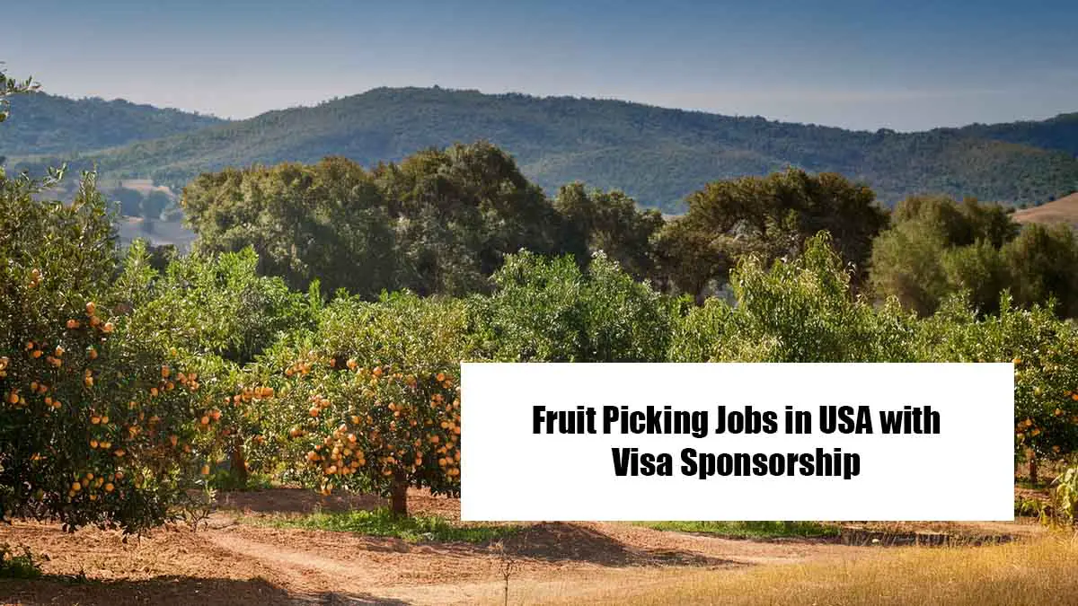 Fruit Picking Jobs in USA with Visa Sponsorship