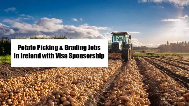 Potato Picking & Grading Jobs in Ireland with Visa Sponsorship