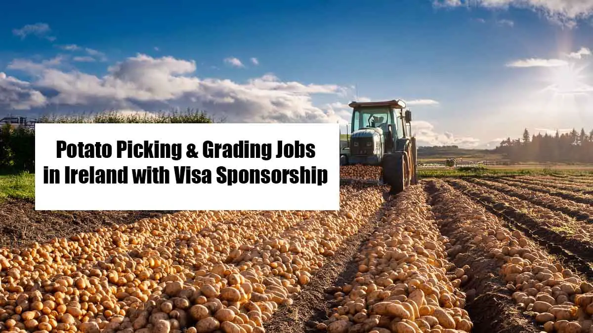 Potato Picking & Grading Jobs in Ireland with Visa Sponsorship