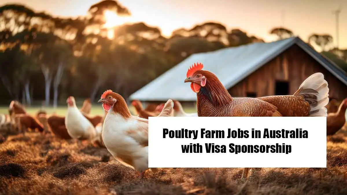 Poultry Farm Jobs in Australia with Visa Sponsorship