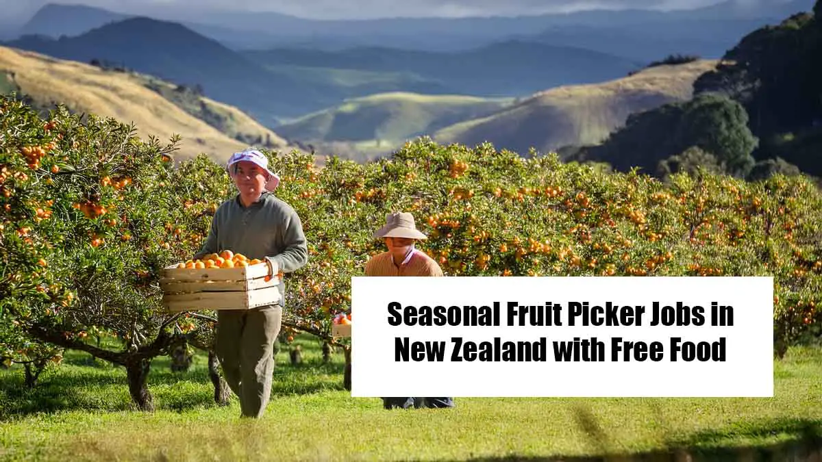Seasonal Fruit Picker Jobs in New Zealand with Free Food and Accommodation