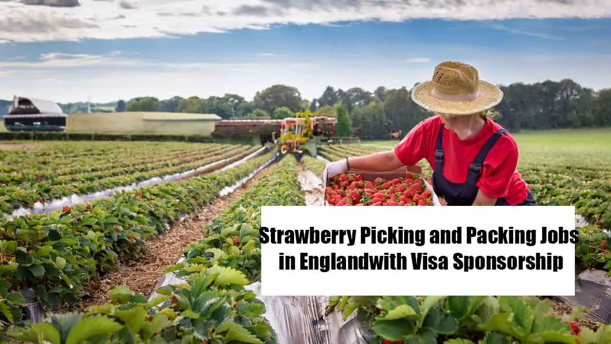 Strawberry Picking and Packing Jobs in England with Visa Sponsorship