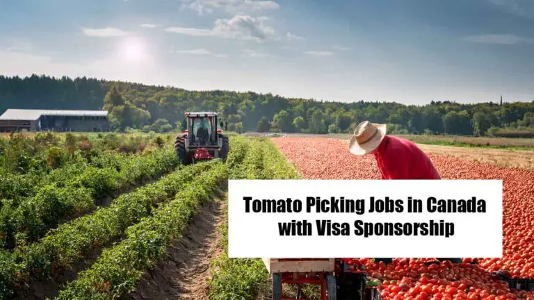 Tomato Picking Jobs in Canada