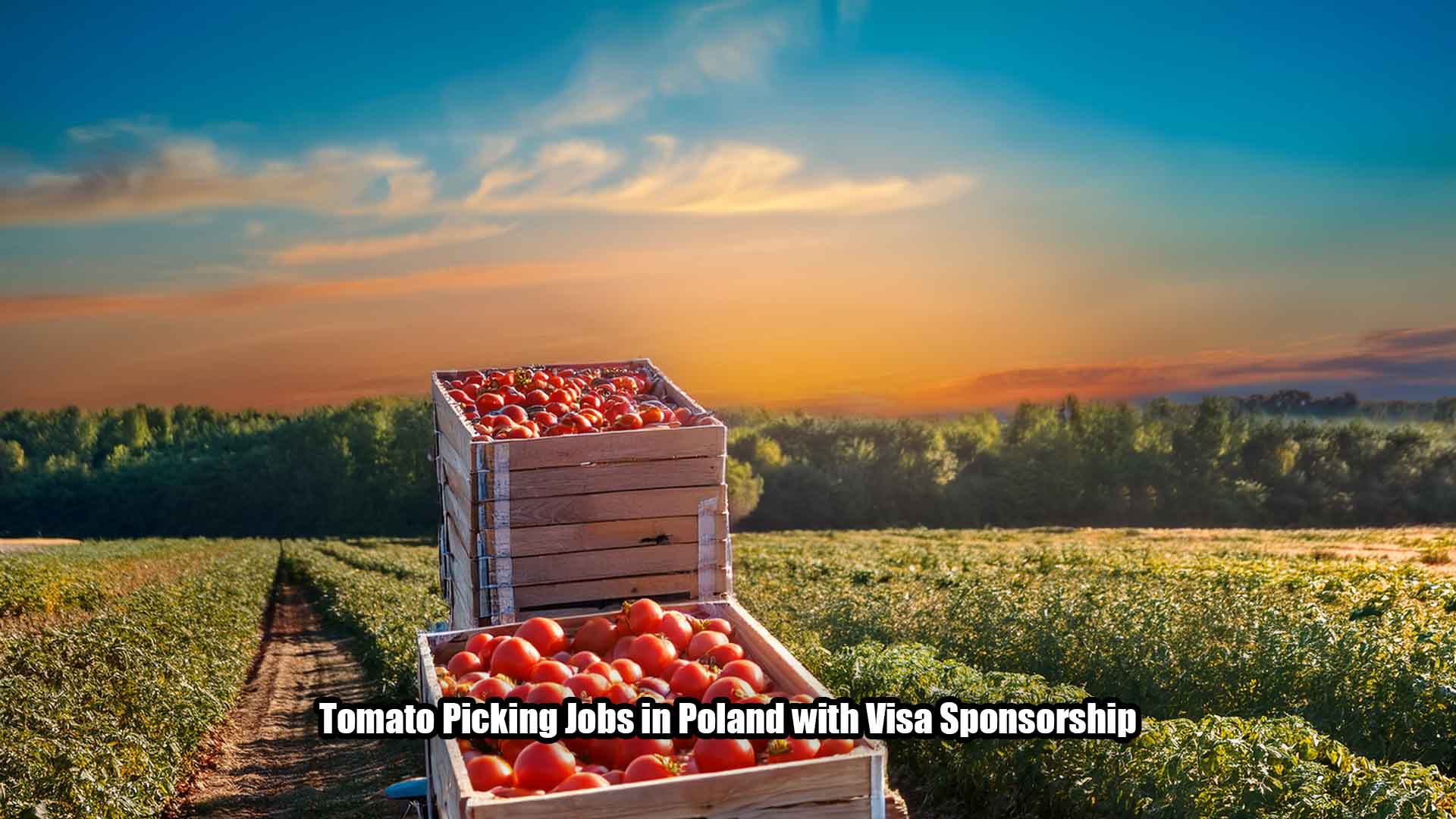 Tomato Picking Jobs in Poland with Visa Sponsorship
